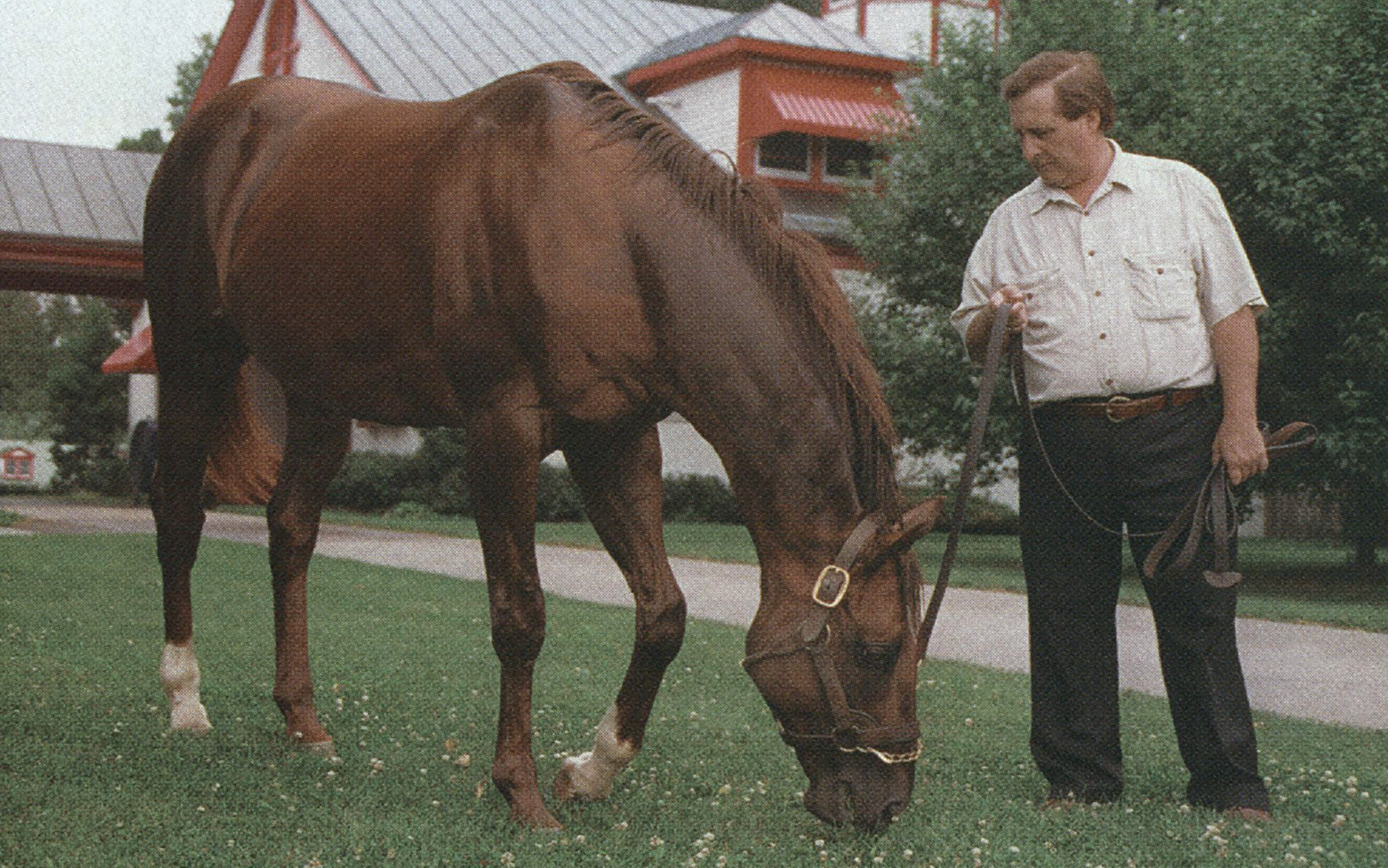 The Killing of Alydar picture