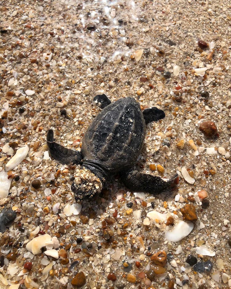 Kemp's Ridley Turtles Eggs Hatch on Texas Beach