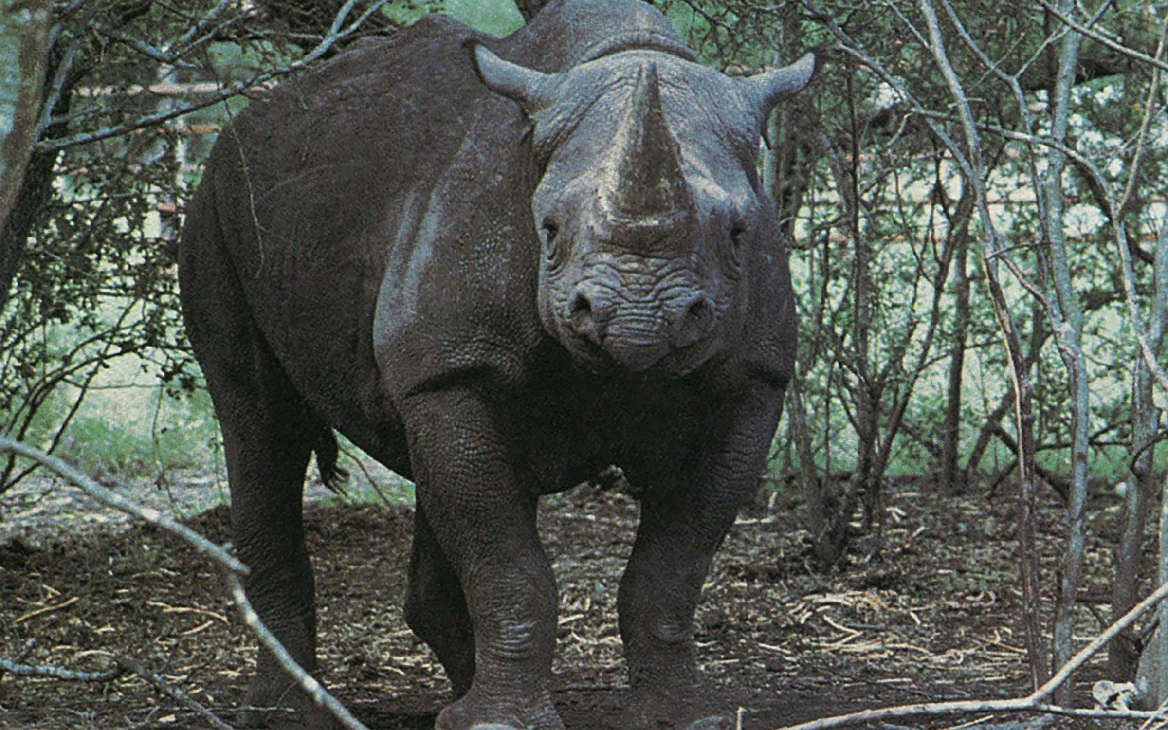 Black Rhino Horn Stolen From UVM Recovered