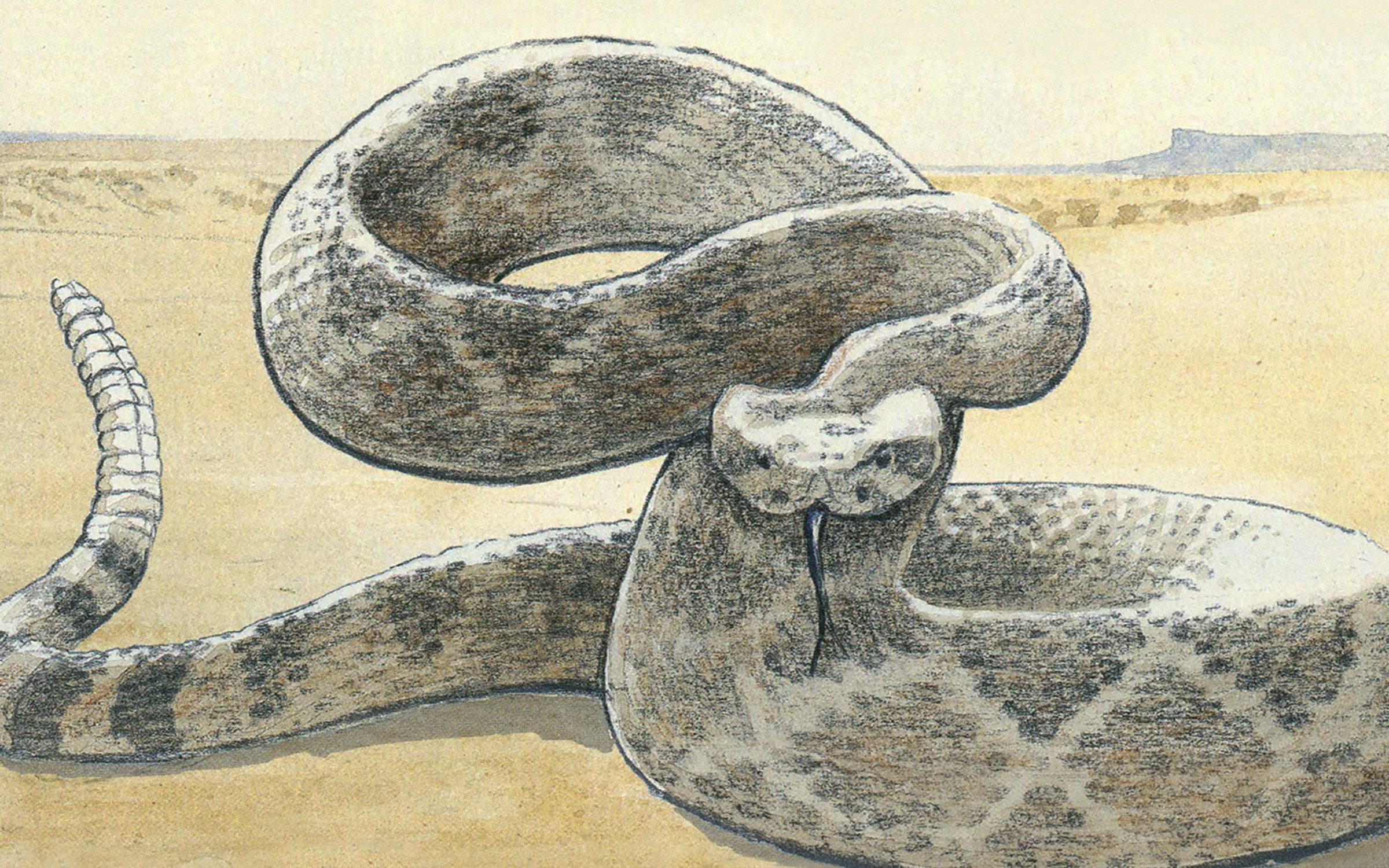 Free rattlesnake  Vector Art