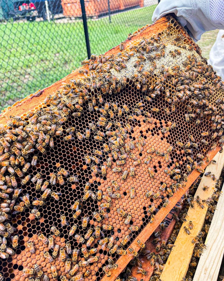 Hives for Heroes manages bees at their Corporate Apiary, TechnipFMC.