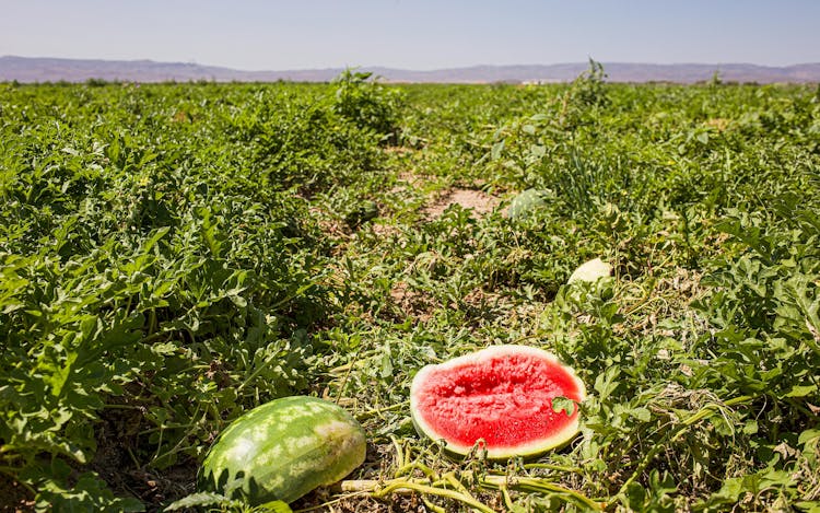 Watermelon-King-Balmorhea-Luke-Brown-field