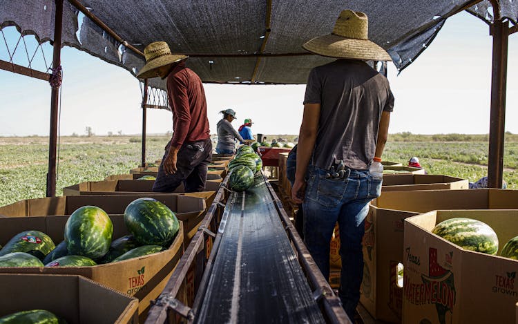 Watermelon-King-Balmorhea-Luke-Brown-workers-field