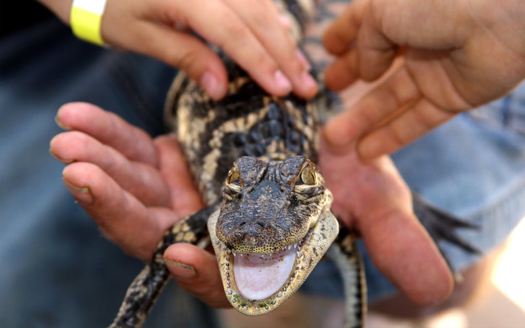 An alligator encounter at Gator Country Adventure Park. 