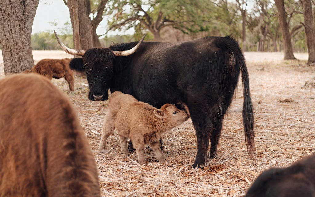Texas Size Whole, Half, And Quarter Calf Deposits — Half Calf