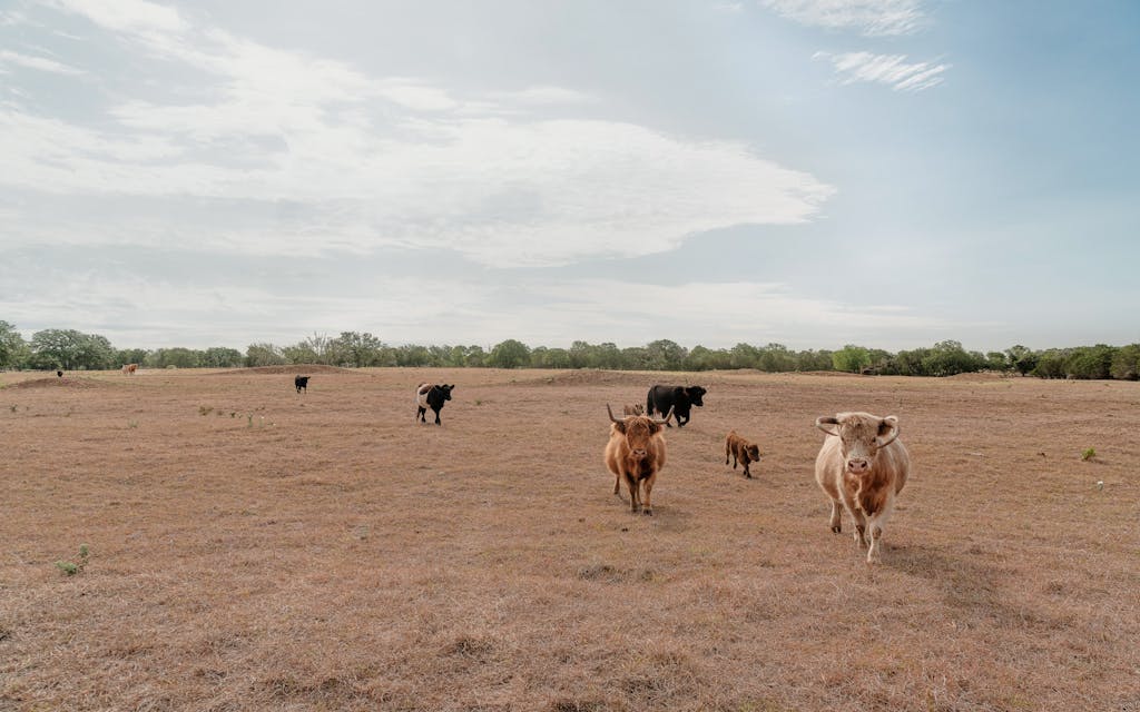 Mini Cows Are The New Dog In Texas