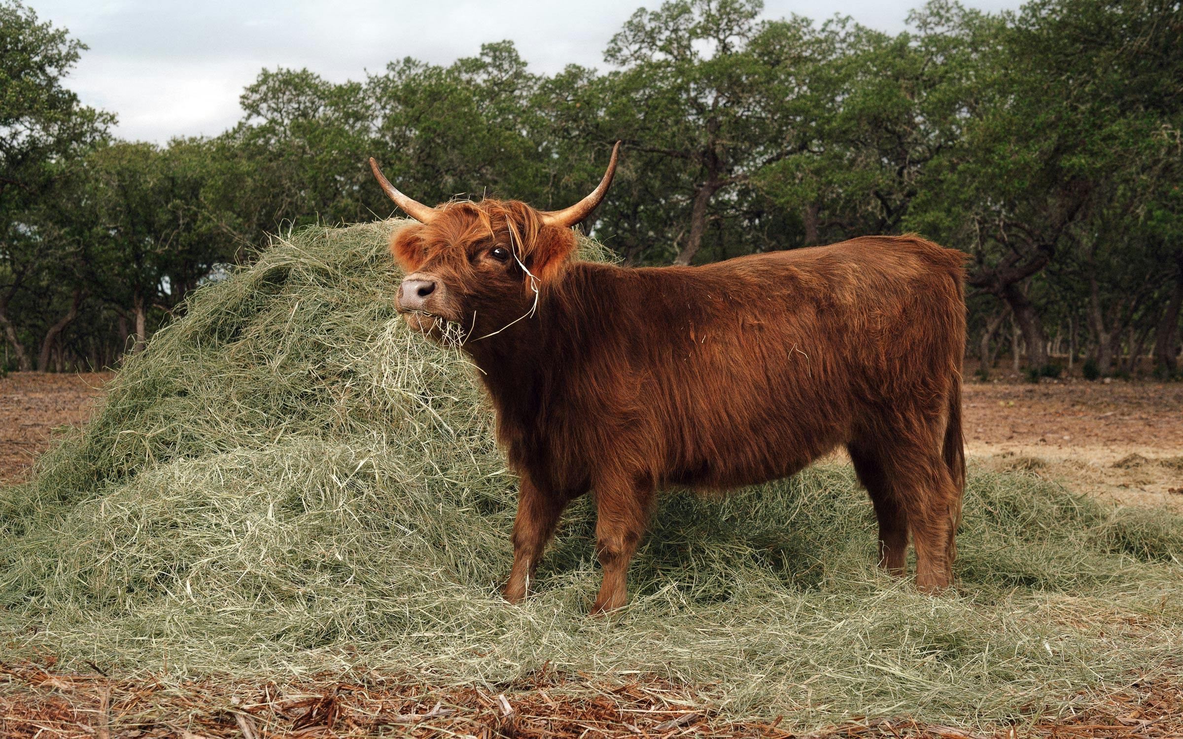 Mini cows, big plans - Country Folks