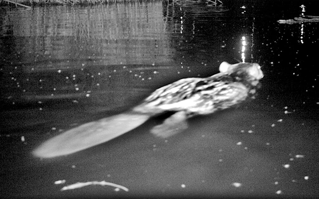 A North American beaver swimming in Canyon Lake 6.