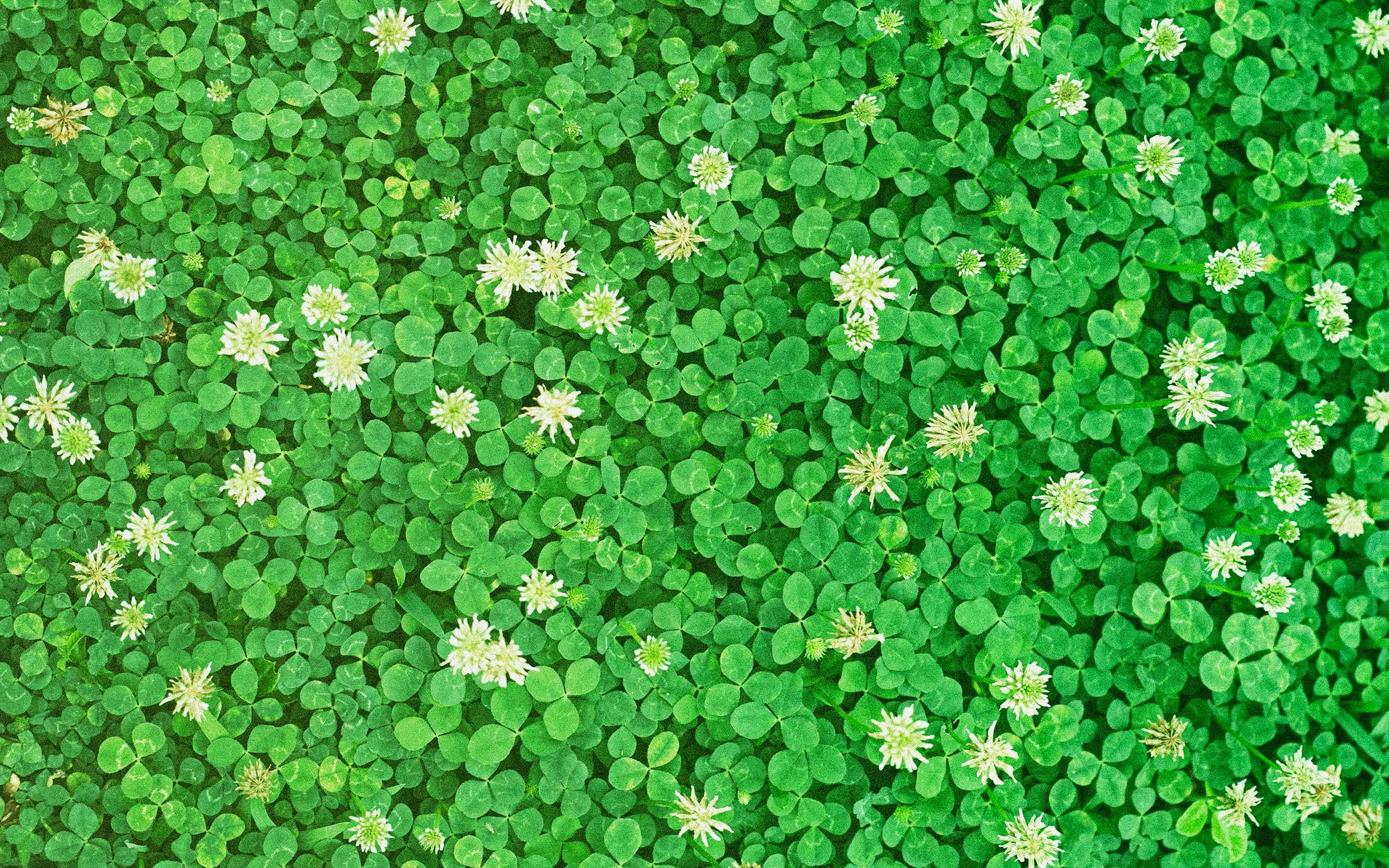 Would a Clover Lawn Work in Texas?