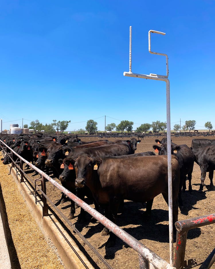 Scharbauer Cattle Company Creates a Model for Ranch-to-Retail Beef