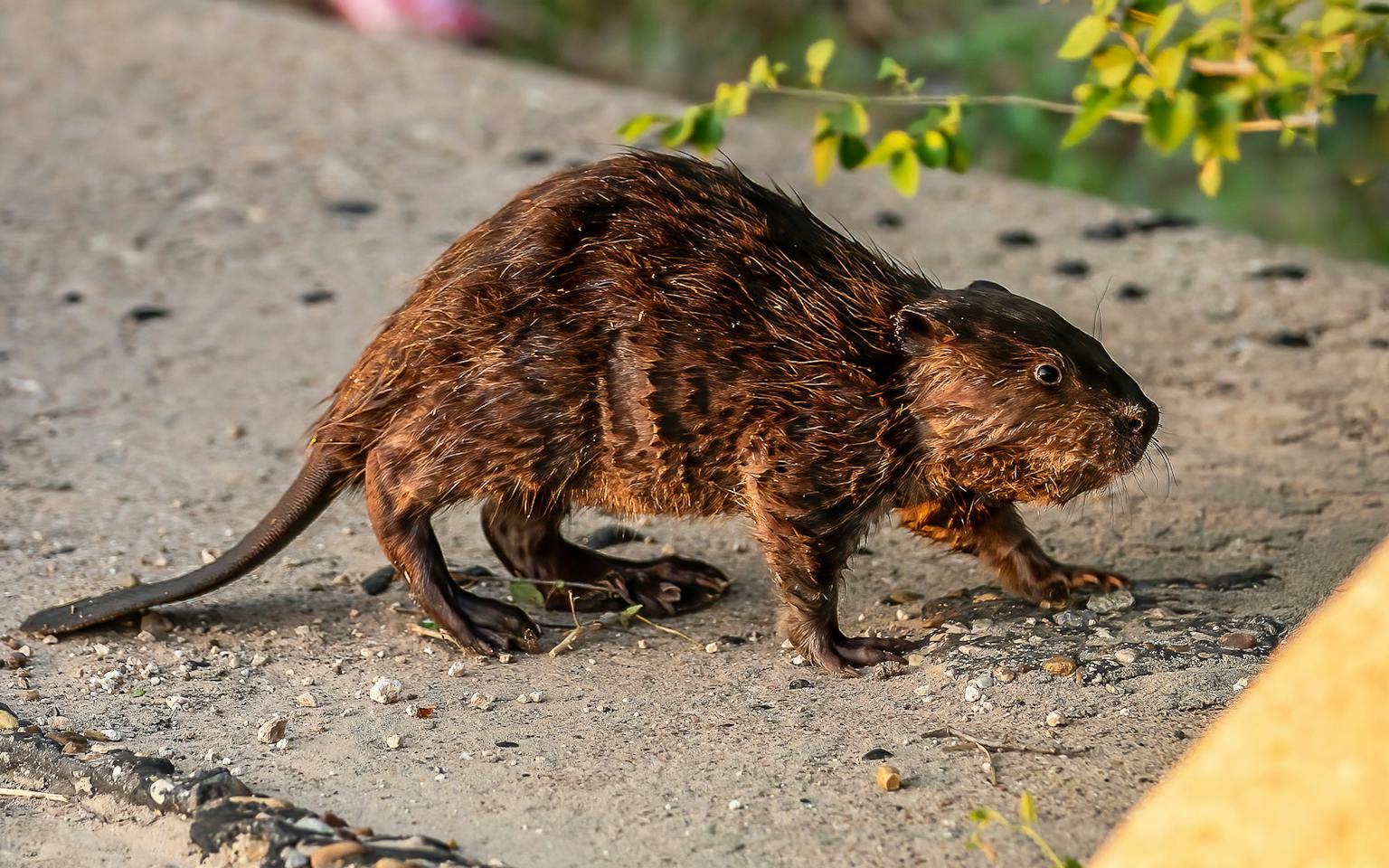 Beaverz 5,000 Years Later, Beavers Return to the High Plains of West Texas