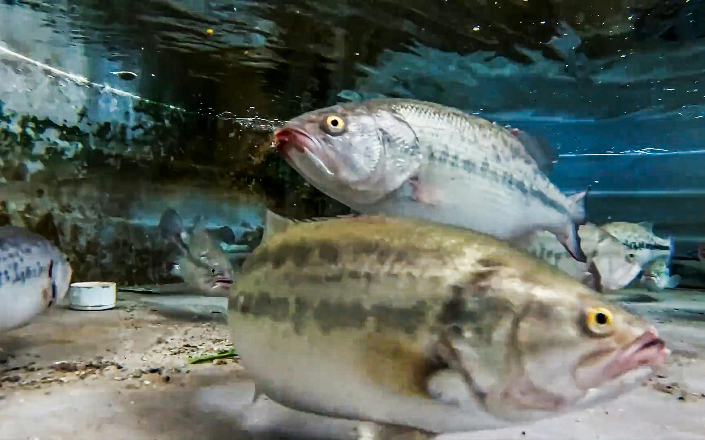 The Texas Fish Farm That Bred a Super Aggressive Catfish