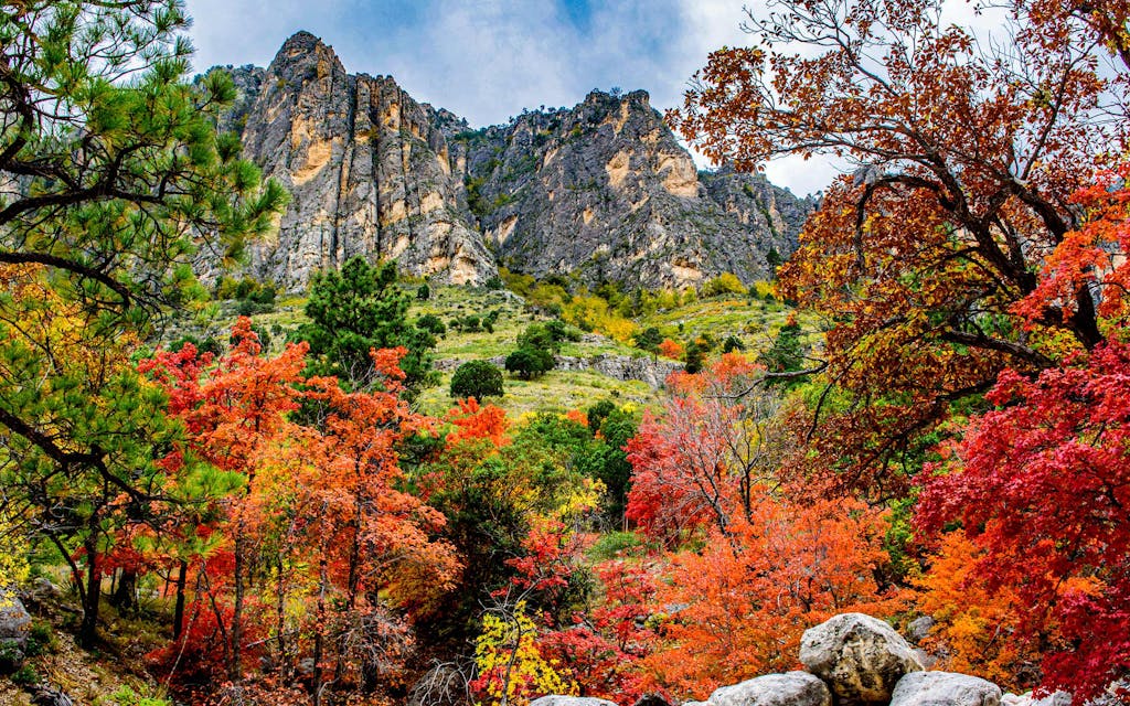 Autumn colors along Pine Canyon in Guadalupe Mountains National Park.