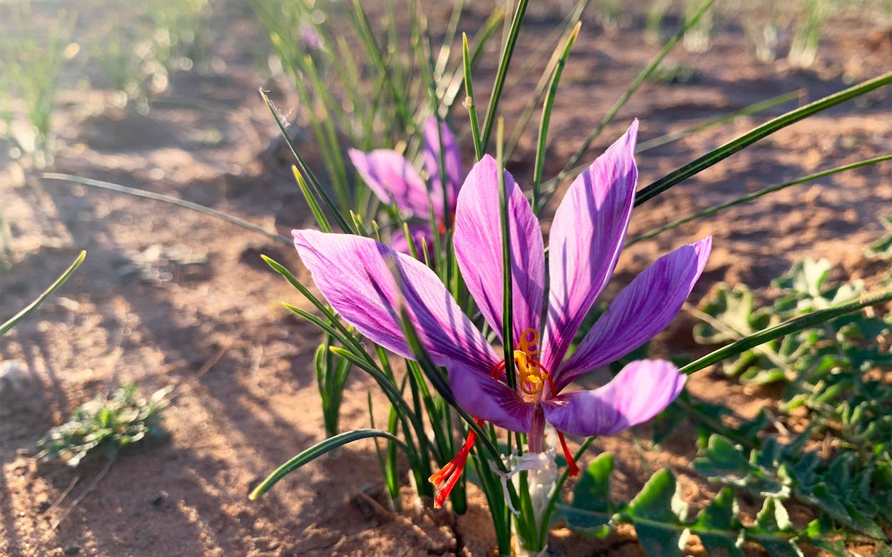 A crocus flower growing on Meraki Meadows.