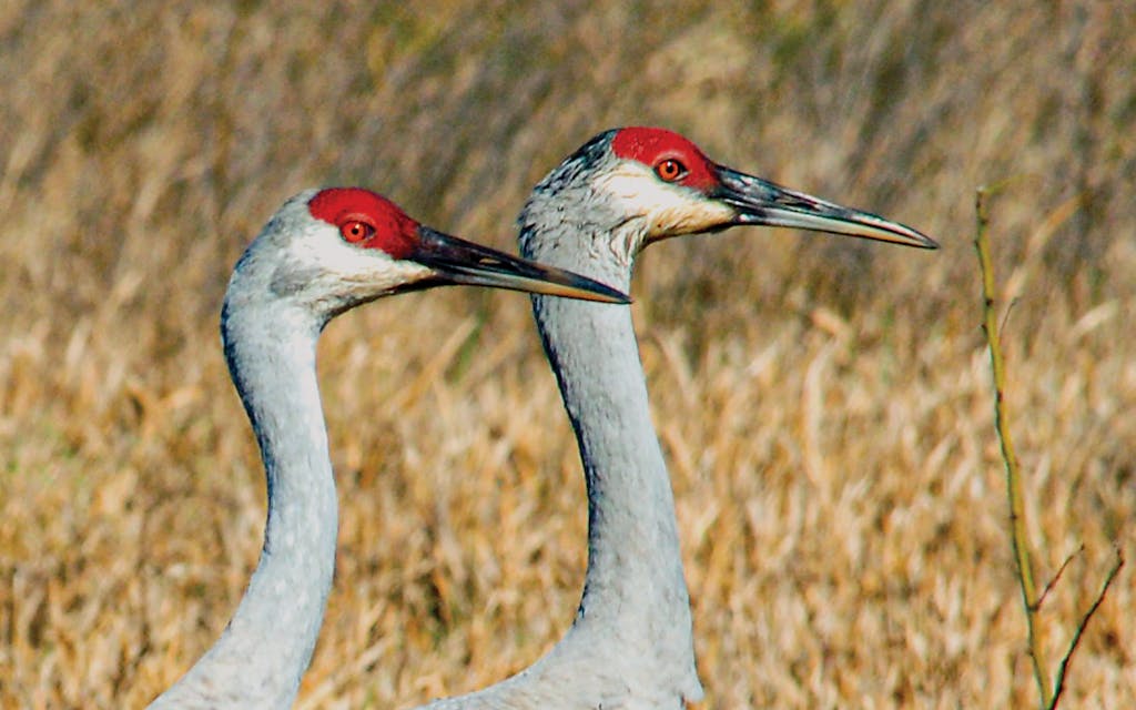 A pair of lesser sandhill cranes walking in tandem.