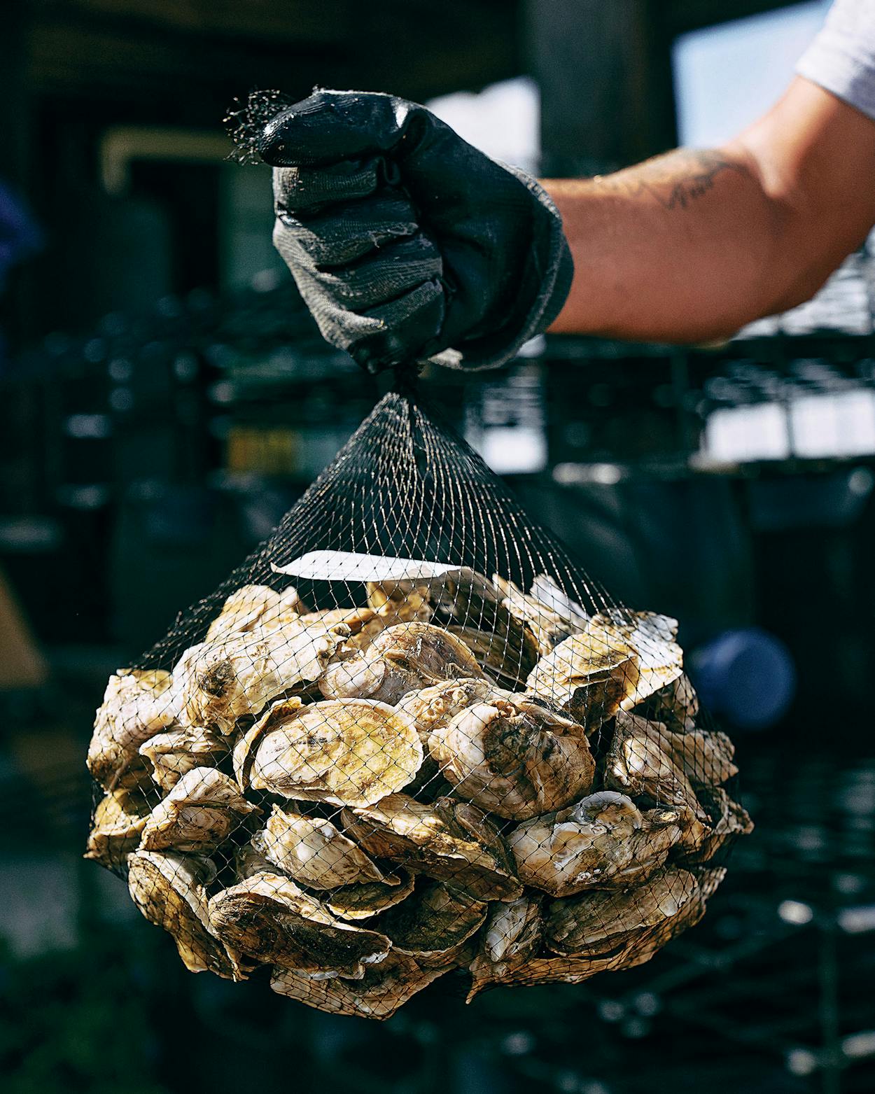 oyster farming texas