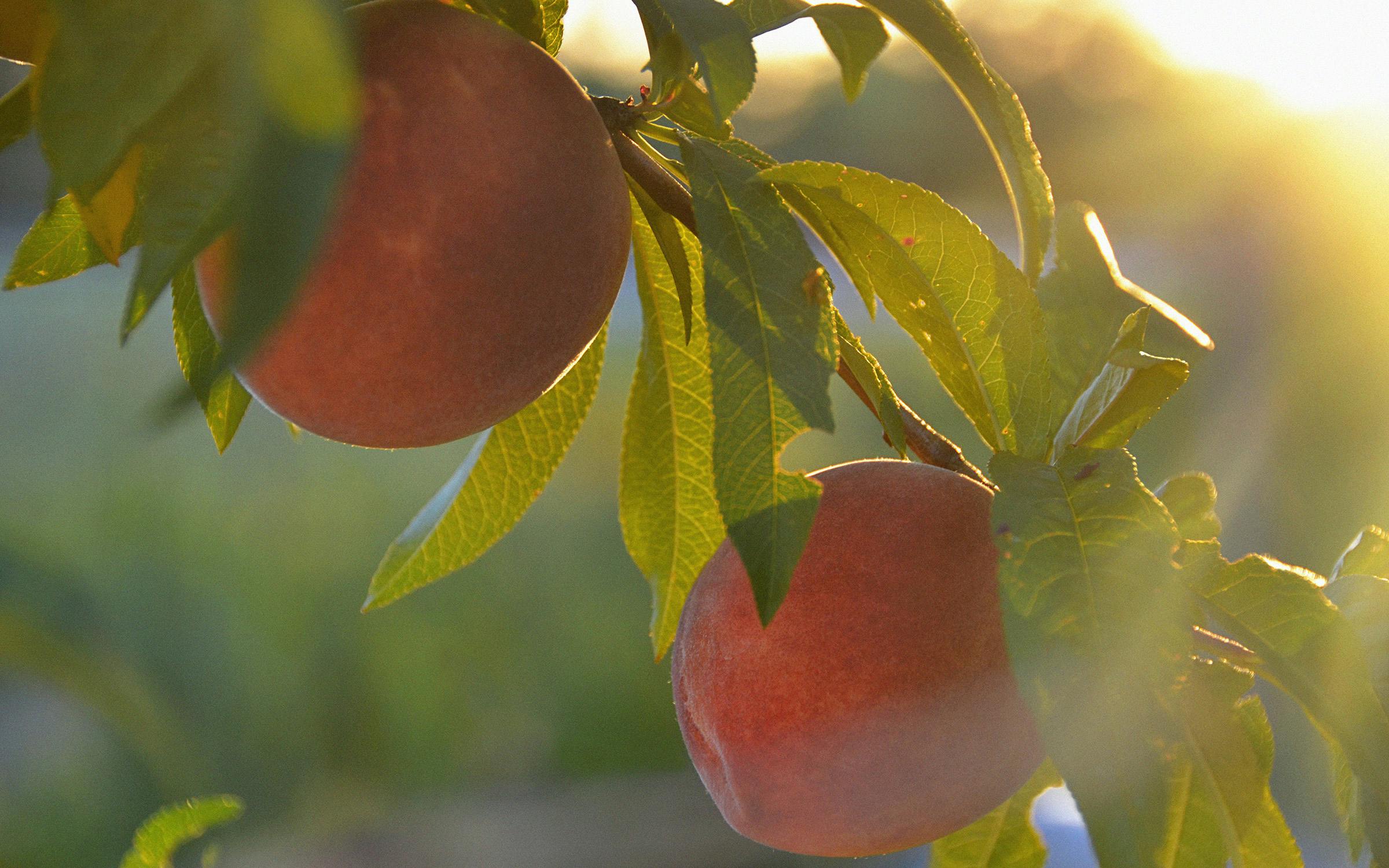 Earligrande Peach Tree - Just Berry Plants