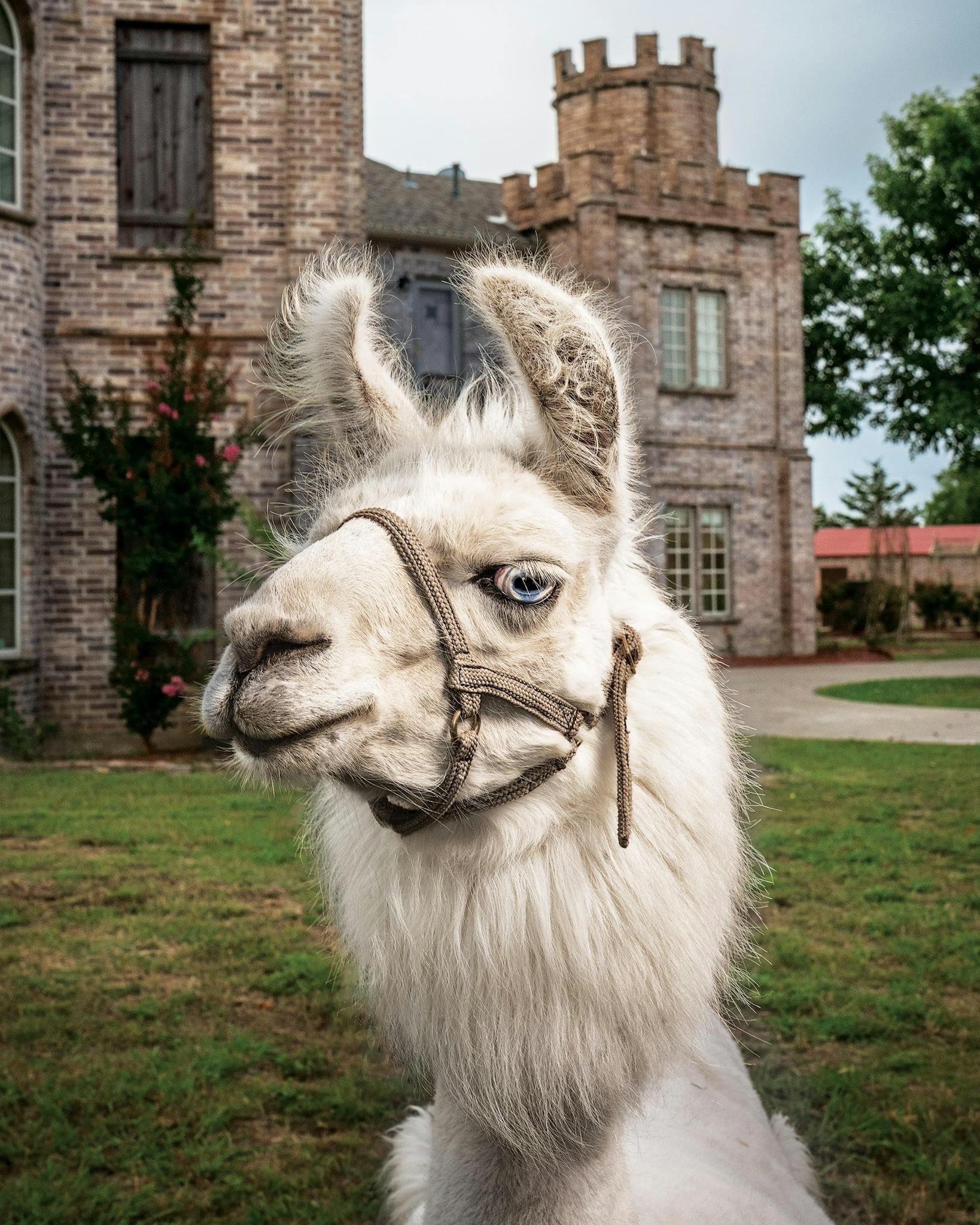 A lama who lives in Shangri-Lama in Royce City.