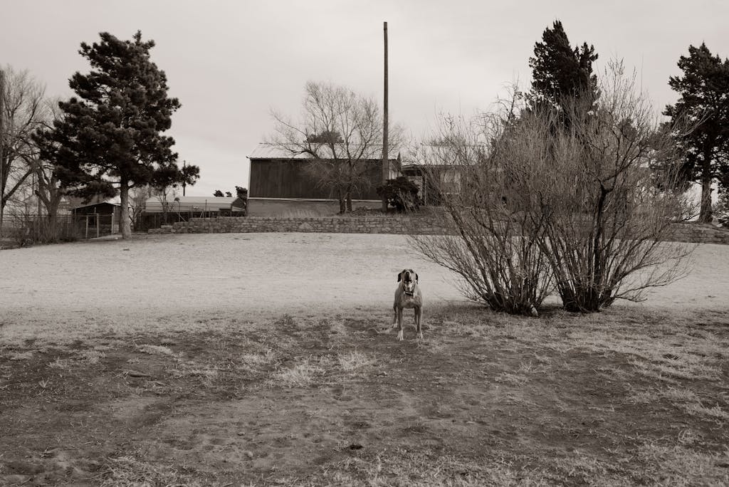 A dog barks at passersby in a yard in Borger on January 5, 2022.
