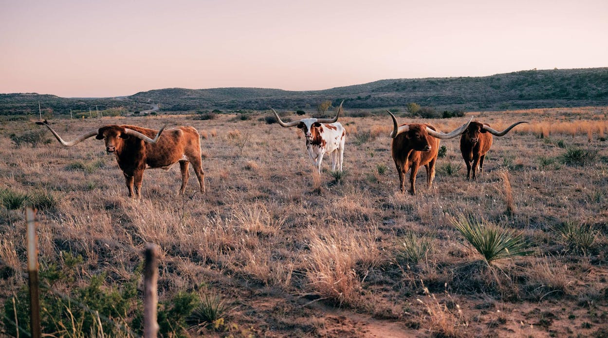 Longhorns graze on Sam Middleton’s ranch outside of San Angelo on December 19, 2022.