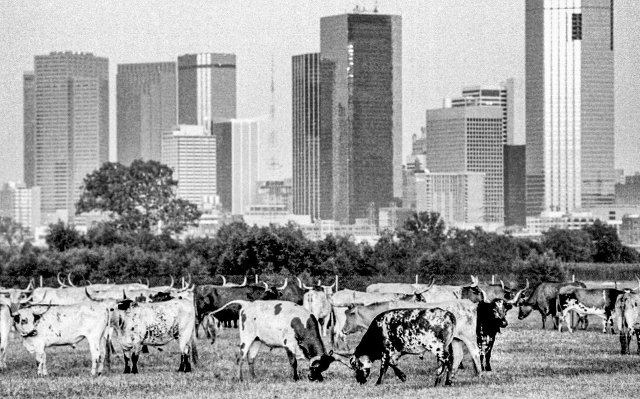 A herd of longhorn cattle graze under the skyline in Dallas on August 18, 1984.