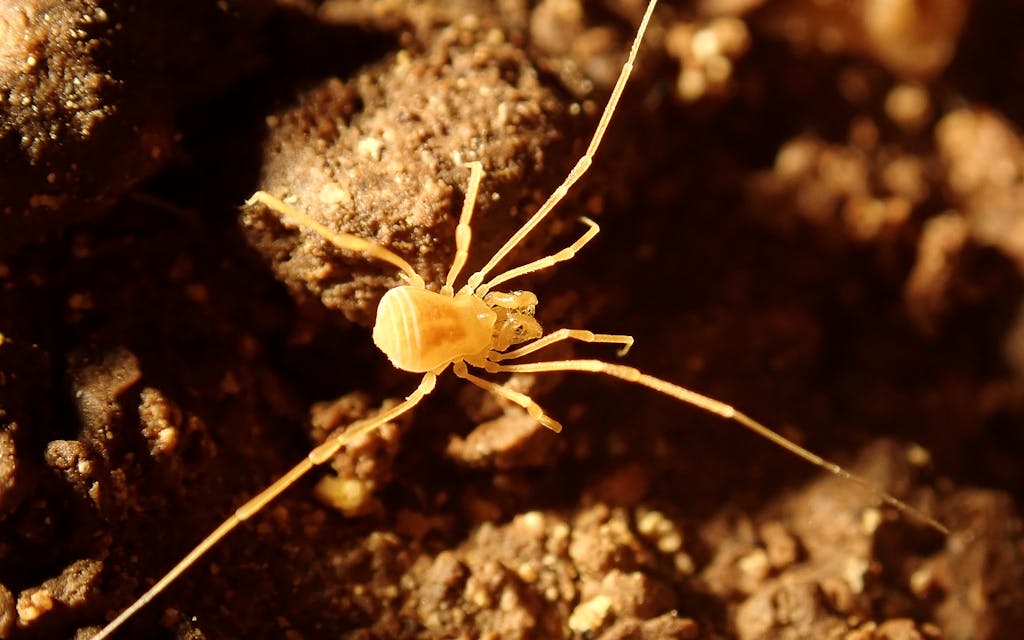 Bone Cave Harvestman spider