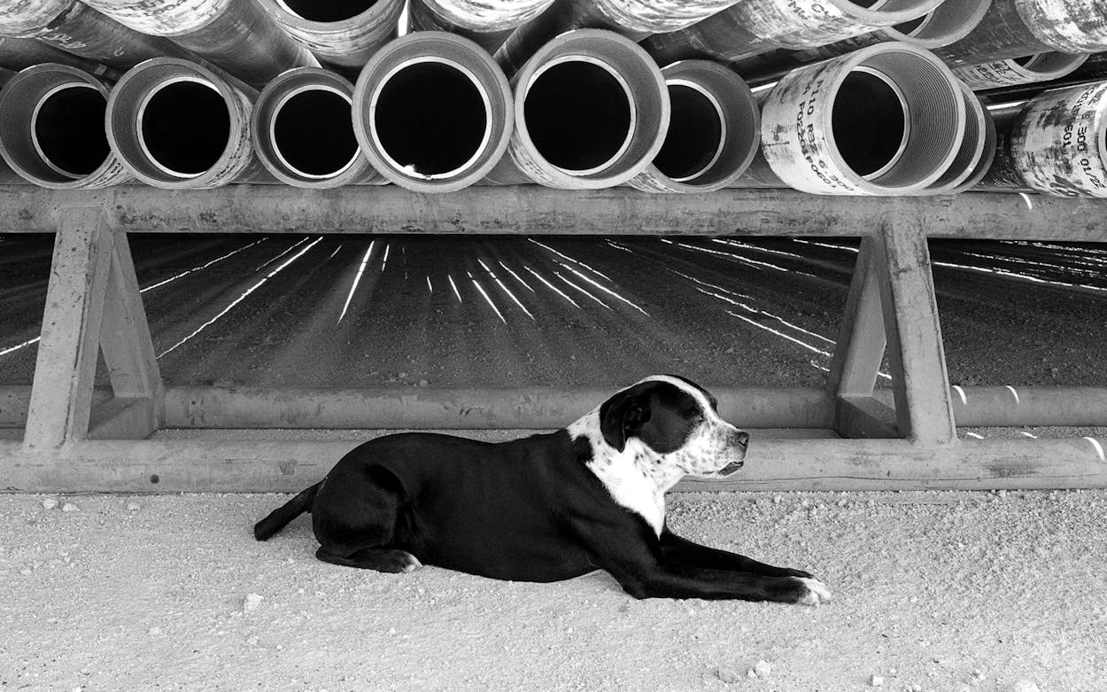 Bruno the Oil Rig Dog