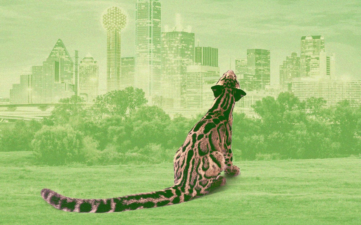 I Wrote a Book Called ‘The Leopard Is Loose.’ Then a Leopard Got Loose in Dallas.