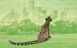 Saya menulis sebuah buku berjudul 'The Leopard is Loose.' Kemudian macan tutul longgar di Dallas