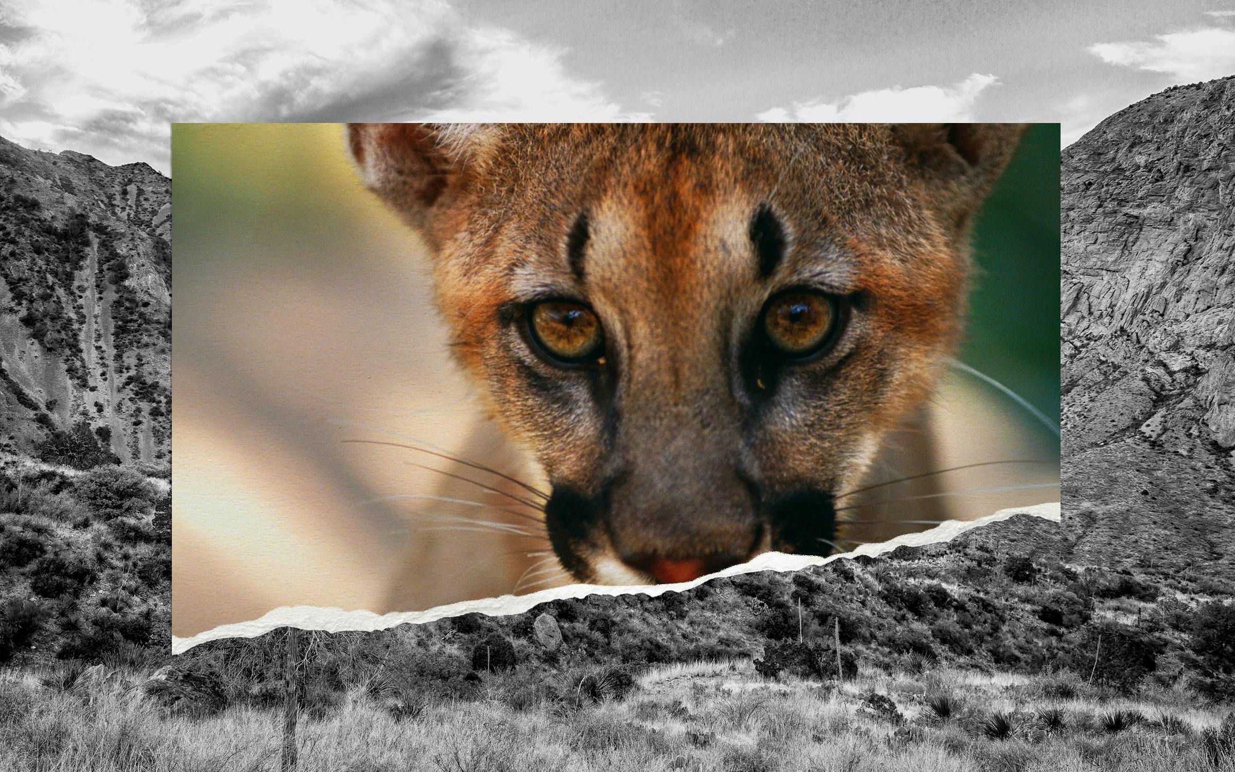 Texas Provides No Protection for Mountain Lions. Should That Change?