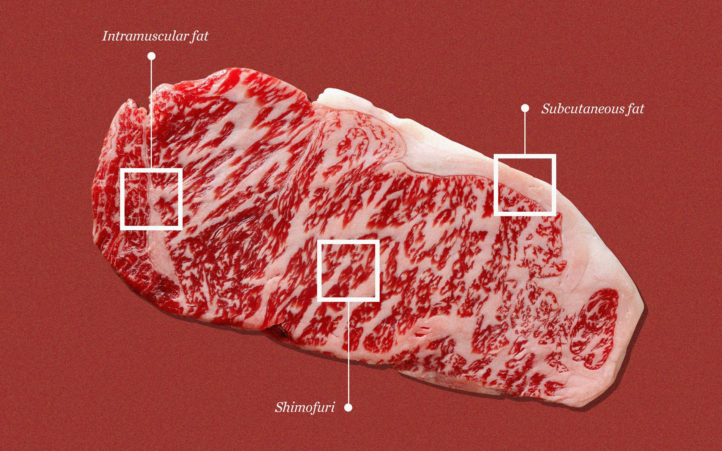 red wagyu cattle