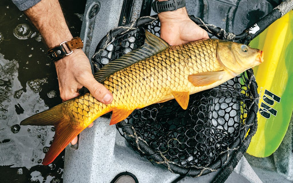 Carp Fly-Fishing Is Becoming Popular in Texas