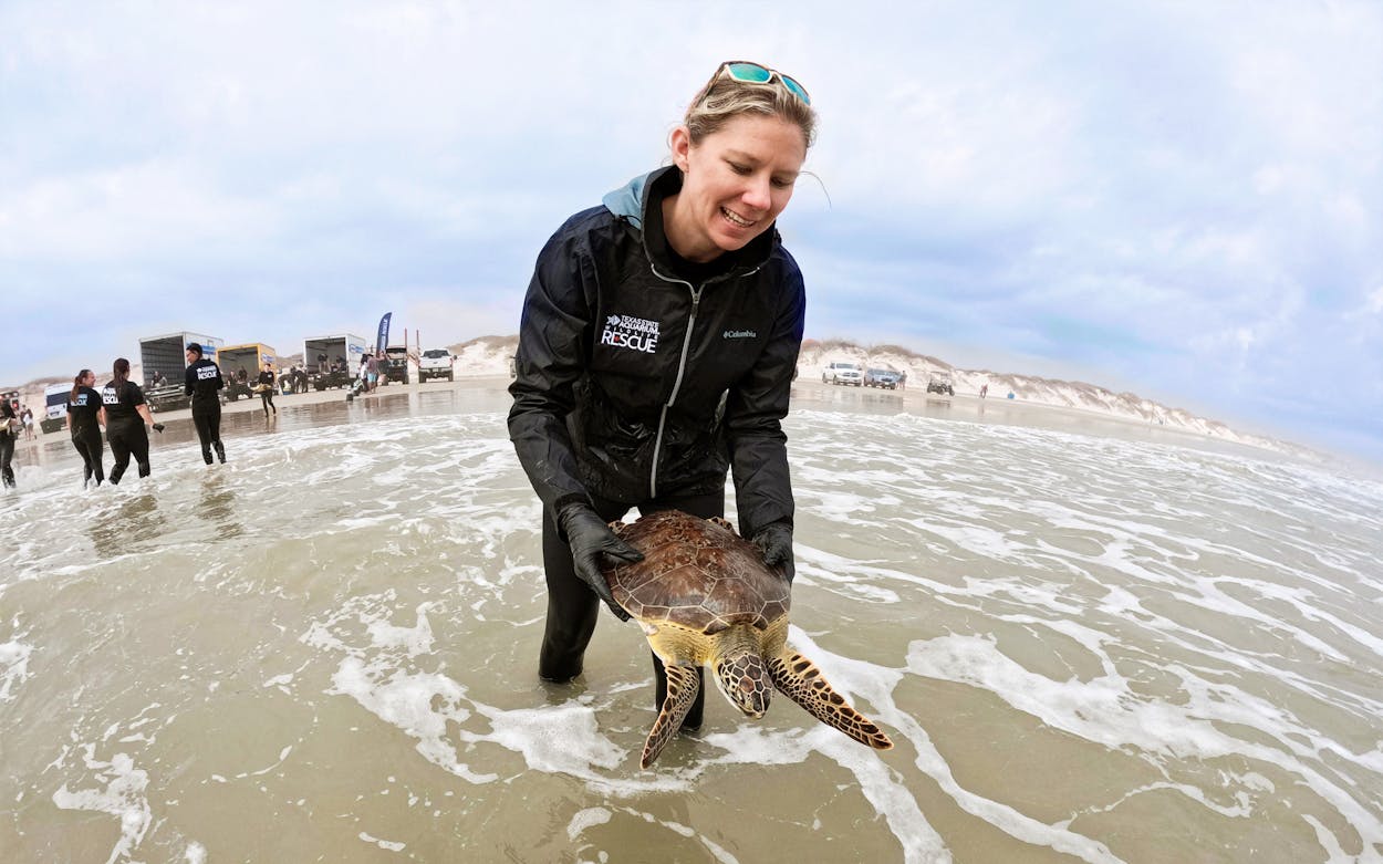 Cold-stunned sea turtles are released after receiving treatment in Corpus Christi on December 29, 2022.