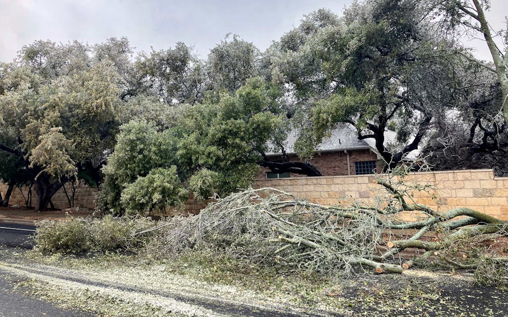 Live Oak Apocalypse during Texas' Winter Storm