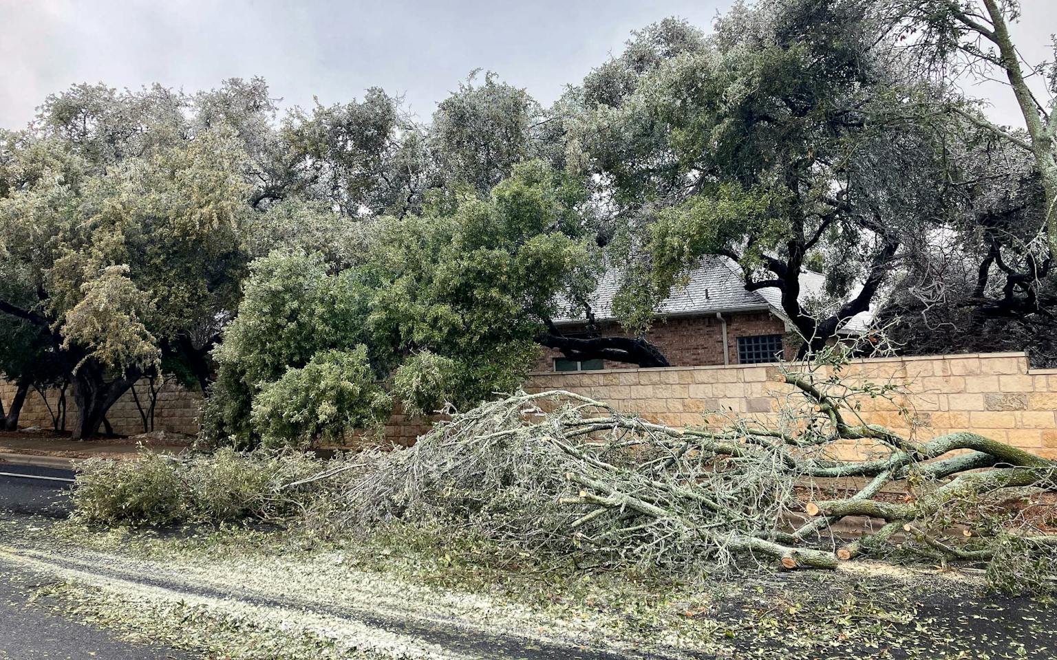 Texas Fire Tree But What About the Trees? The Rundown on Texas’s Icy “Oakpocalypse”