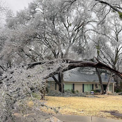 Live Oak Apocalypse during Texas' Winter Storm