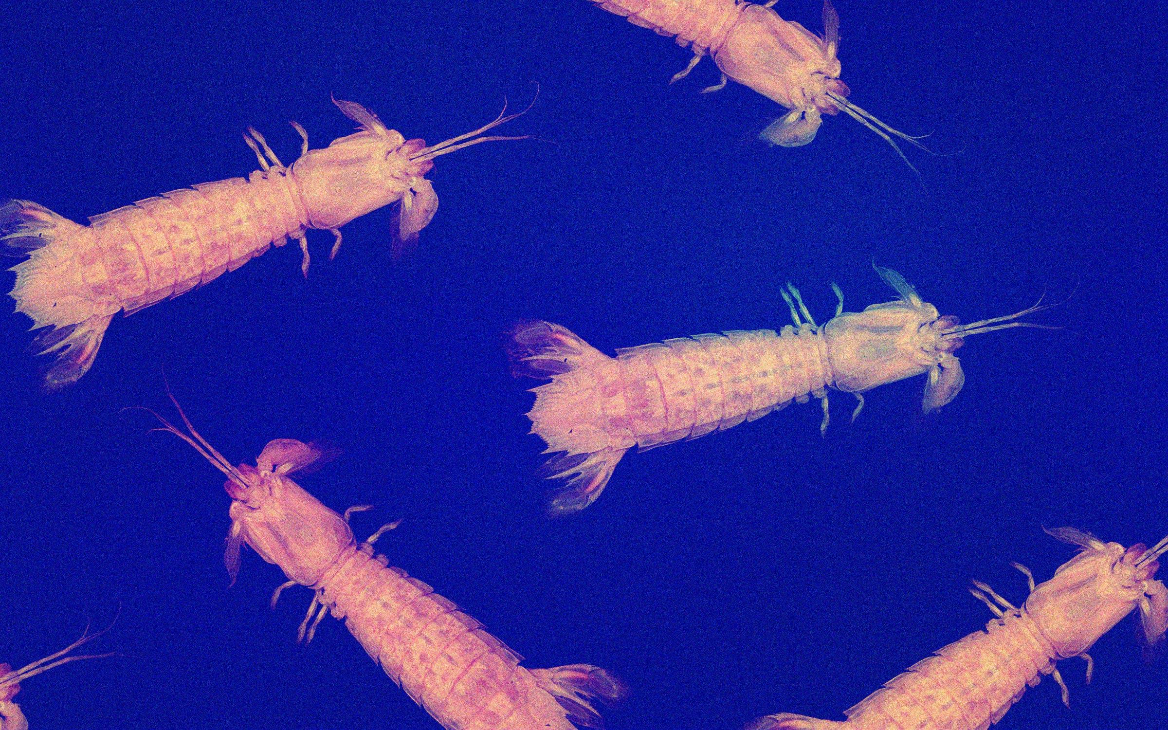 https://img.texasmonthly.com/2023/02/mantis-shrimp.jpg?auto=compress&crop=faces&fit=fit&fm=pjpg&ixlib=php-3.3.1&q=45