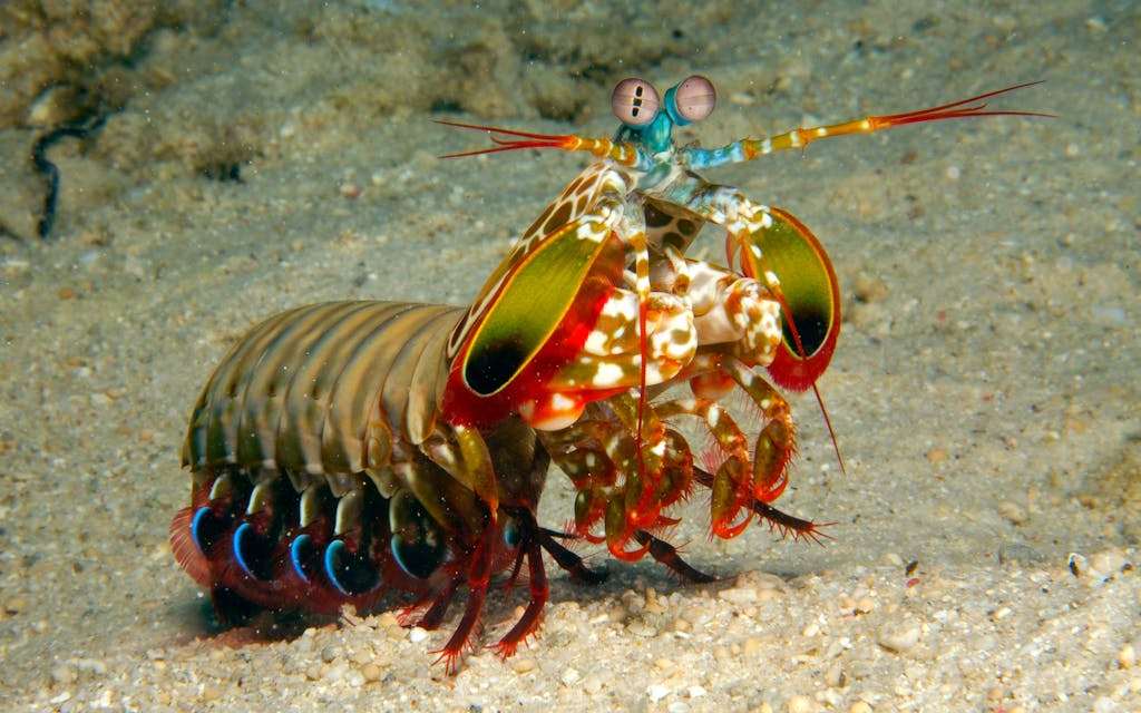 Beware the Mighty Mantis Shrimp