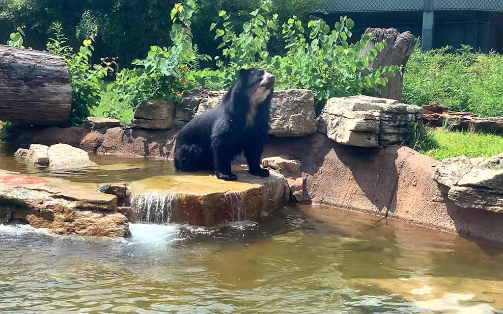 All the Ways Ben the Bear Is Plotting to Escape the Brownsville Zoo