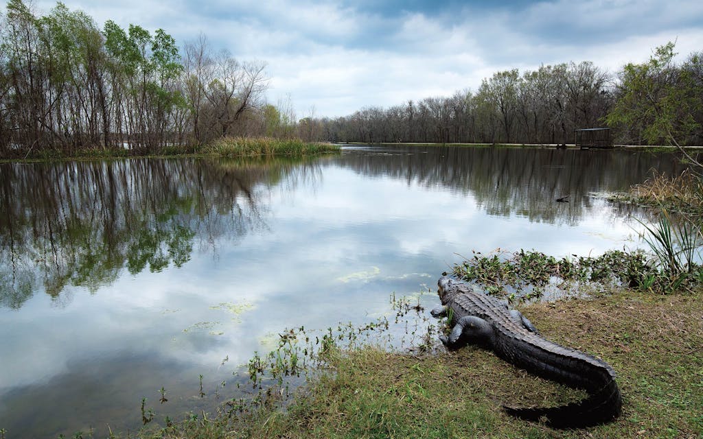 An American alligator rests on the bank of Elm Lake in Brazos Bend State Park, waiting for the sun to return.