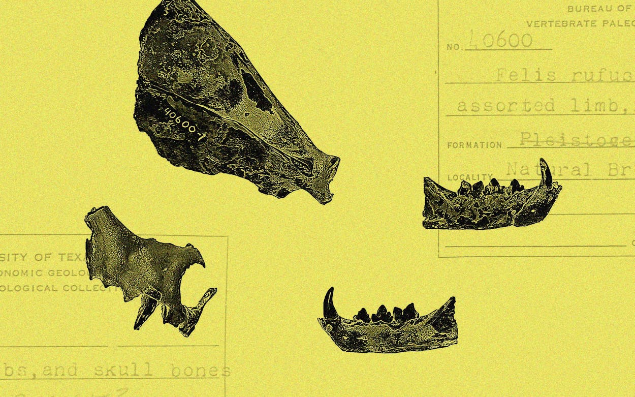 The Search for Cat Fossils in Texas