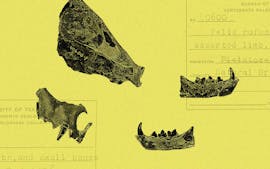 La ricerca di fossili di gatti in Texas