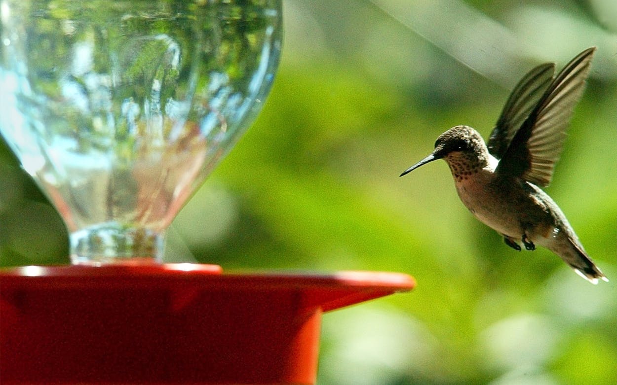 A Ruby Throated Hummingbird hovers over a feeder filled with water and sugar in Vidor, Texas.