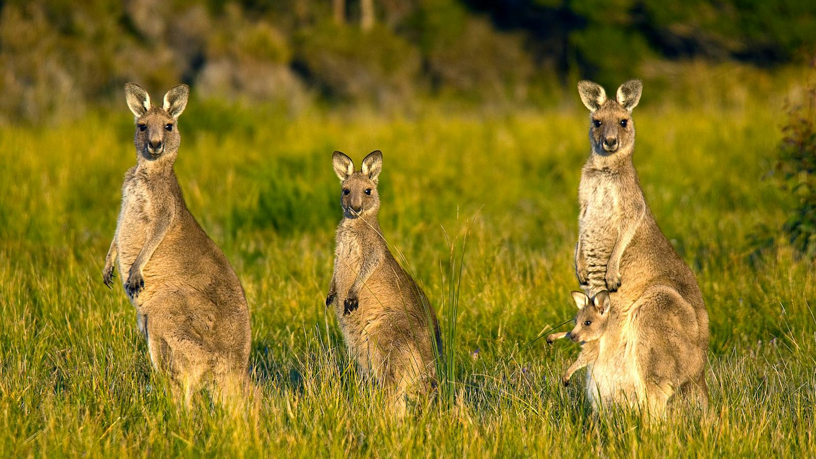 Kangarooo Roo Kangaroo