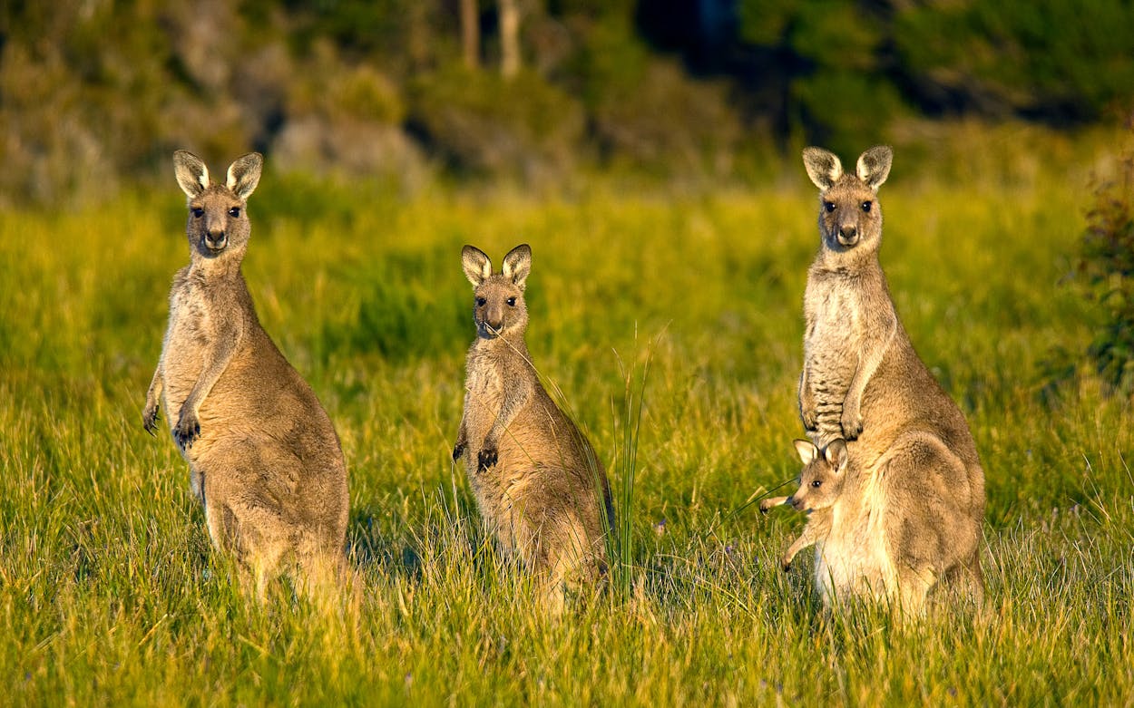 What's Up With all the Kangaroos On the Loose in Texas?