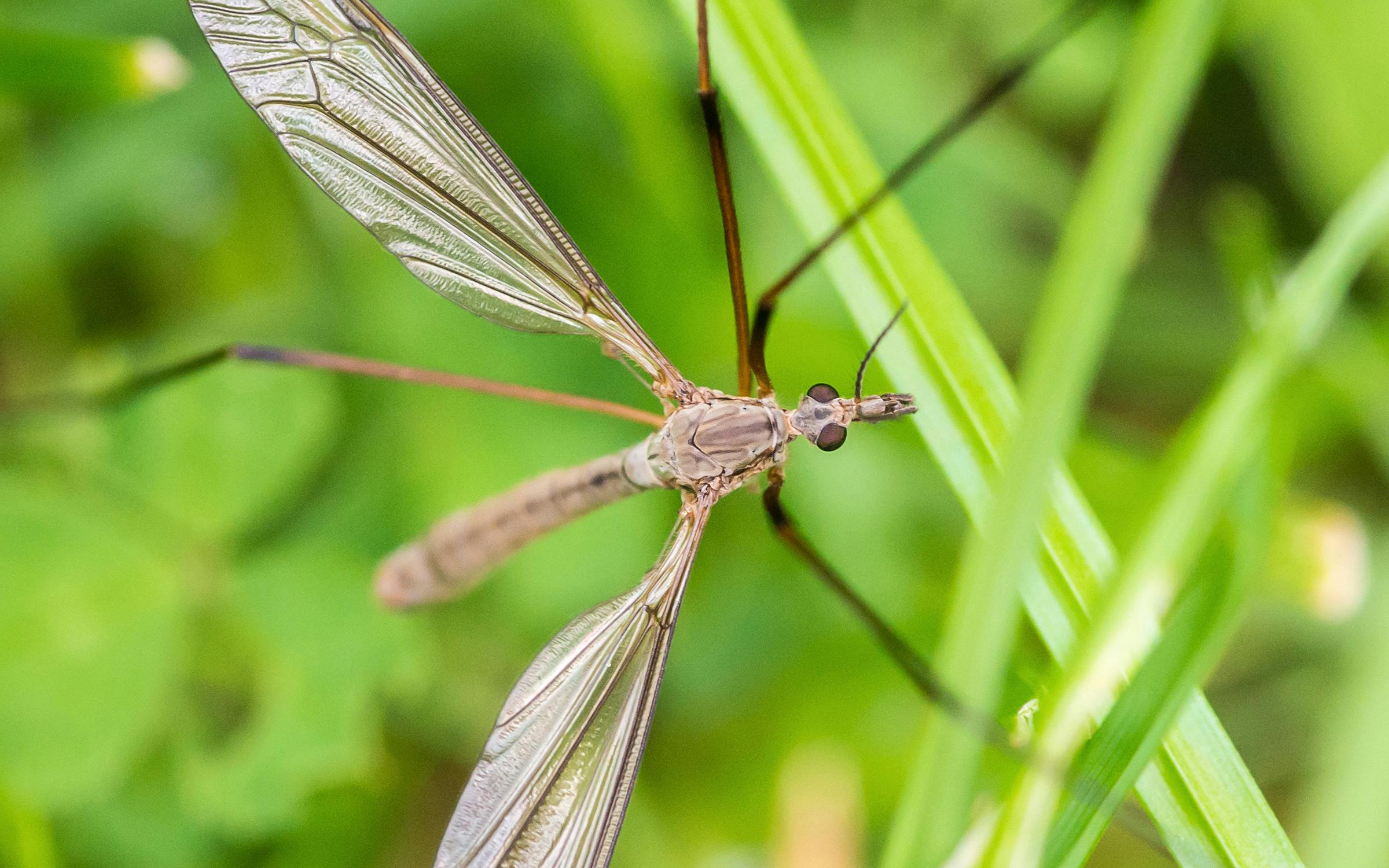 What are crane flies? - AgriLife Today