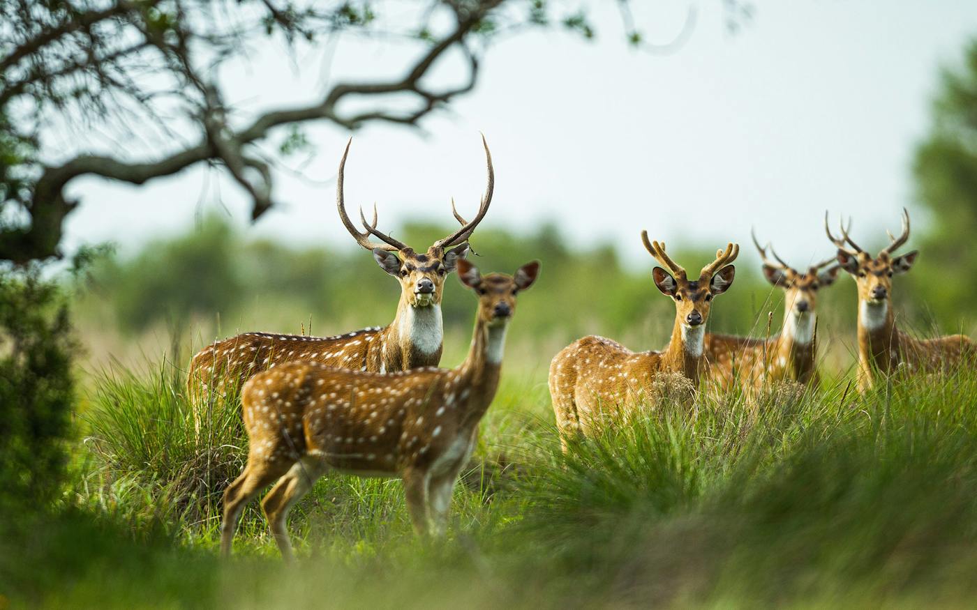 Powderhorn Ranch 96% of Texas Land is Private. Luckily, Five New State Parks Are Coming.