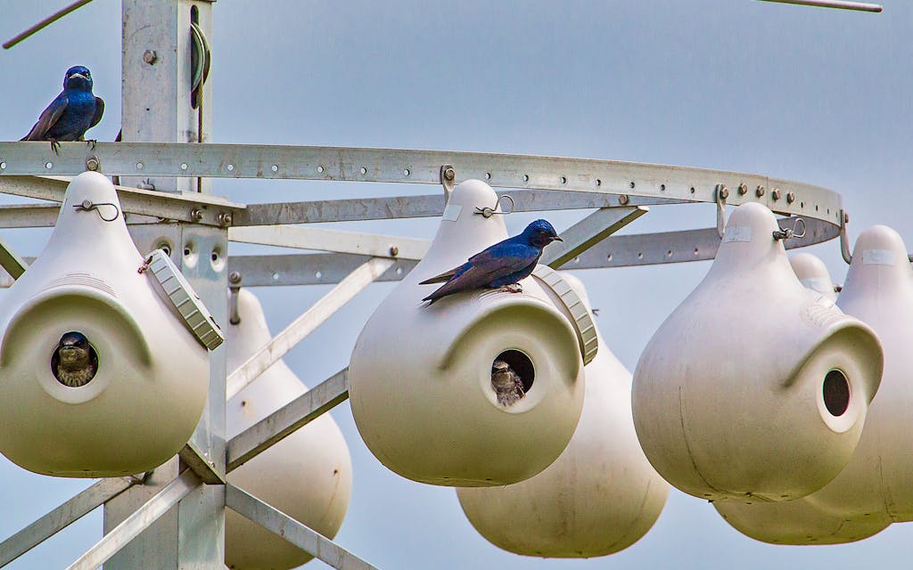 Purple Martins Are on the Wing in Texas
