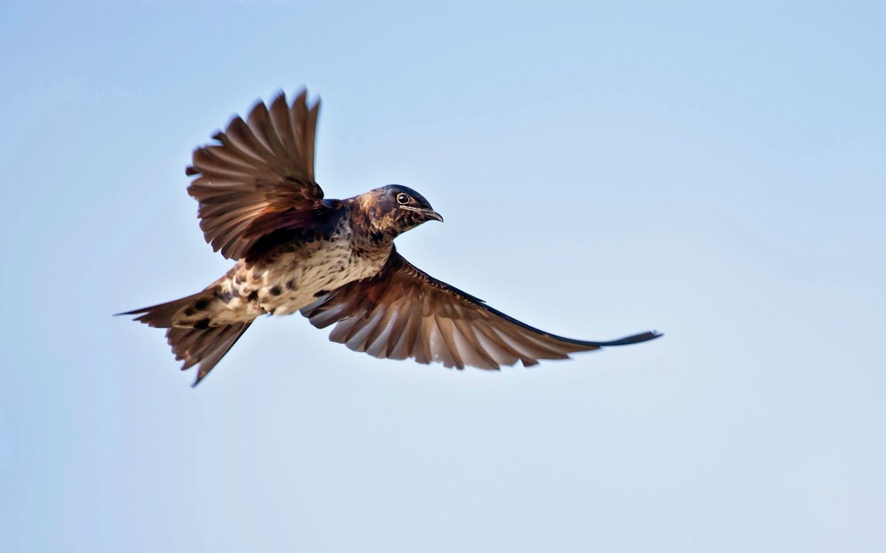 Purple Martins Are on the Wing in Texas