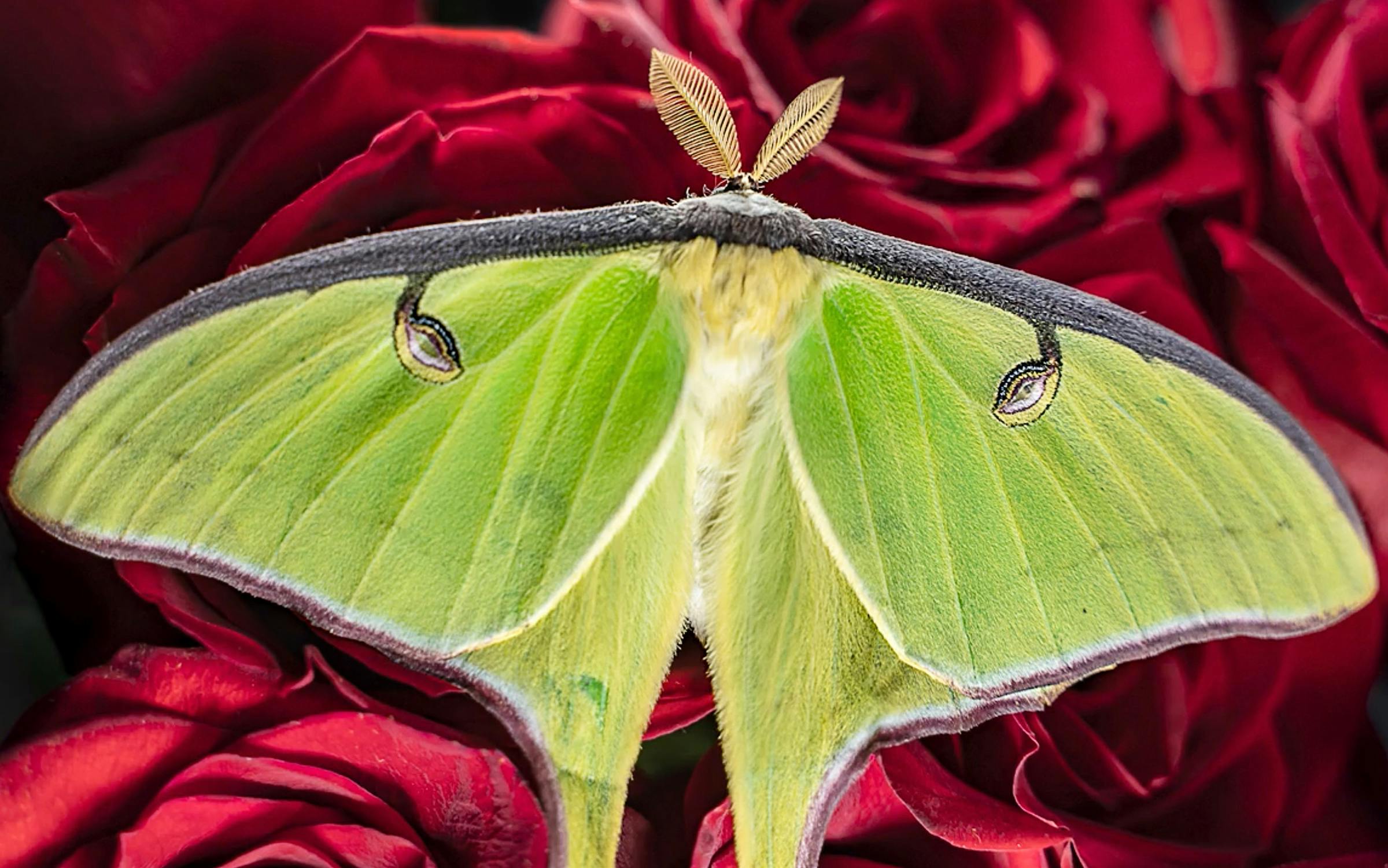 Magazine Insect Photoss A Beaumont Photographer Focuses on the Beauty of Bugs